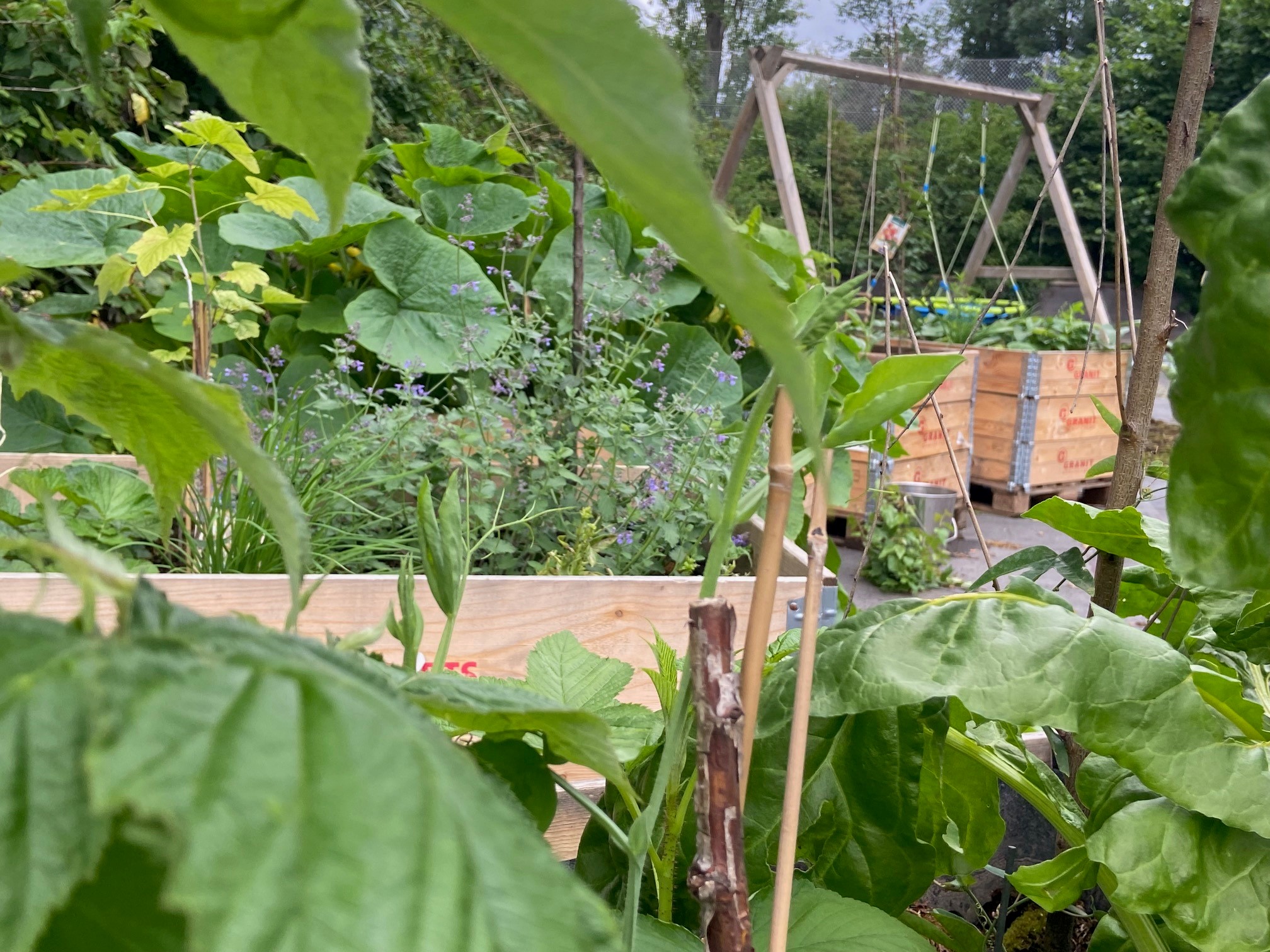 Geschichten aus dem Campus-Garten in Kleefeld: Nachwuchsförderung im Rhabarberbeet