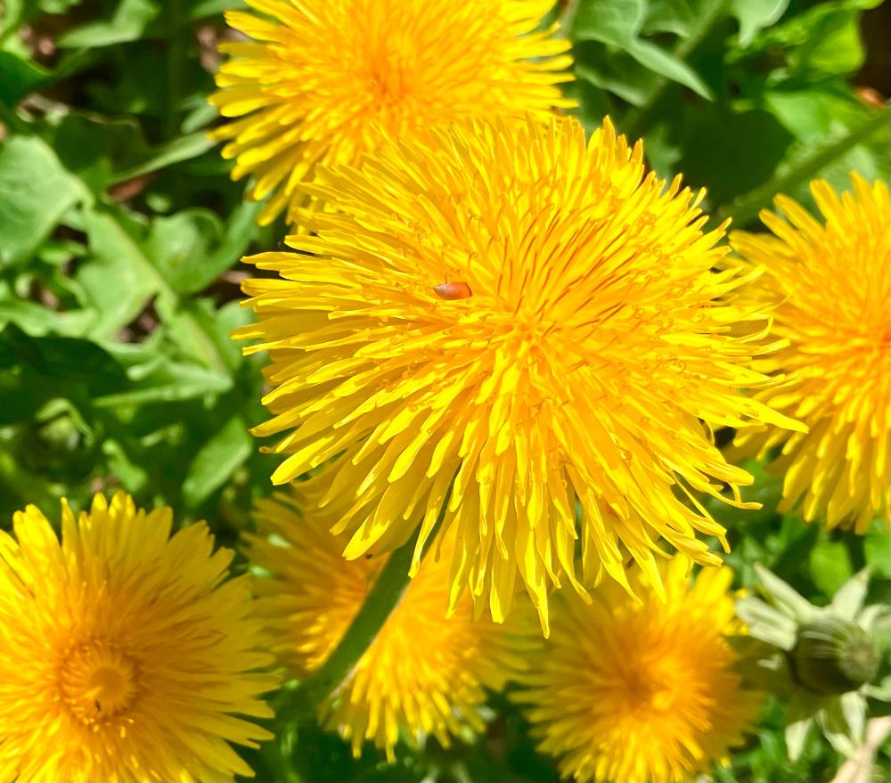 Sommerlounge 2.0 auf dem Andreas-Hermes-Platz ab 12. Mai 2025